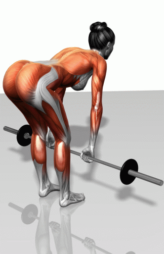 肌肉力量训练动作的肌肉演示图解【精华版】