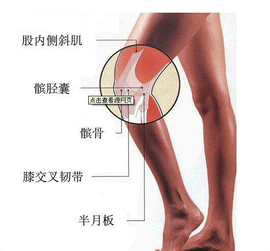 膝盖保护