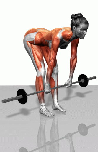 肌肉力量训练动作的肌肉演示图解【精华版】